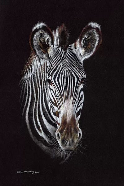 Zebras: Zebra II by Sarah Stribbling