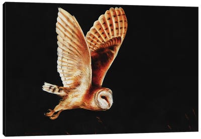 Barn owl Canvas Art Print - Tan Art