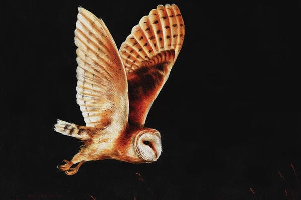 Barn owl