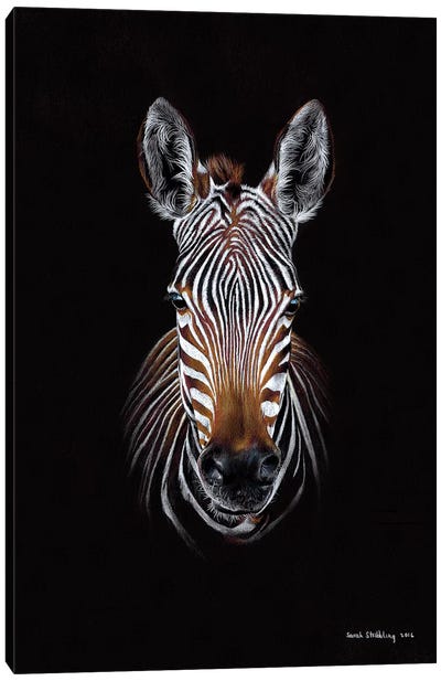 Zebra Black II Canvas Art Print - Sarah Stribbling