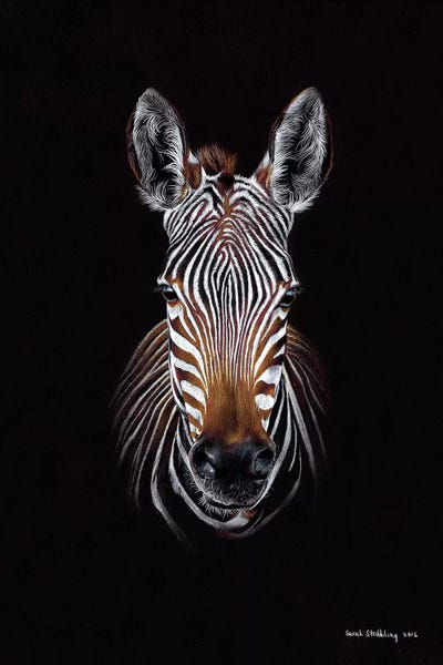 Zebras: Zebra Black II by Sarah Stribbling