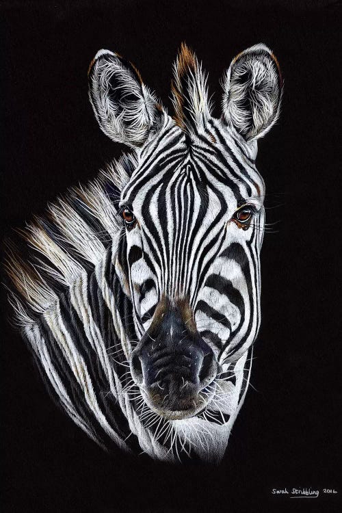 Zebra Black III by Sarah Stribbling wall art