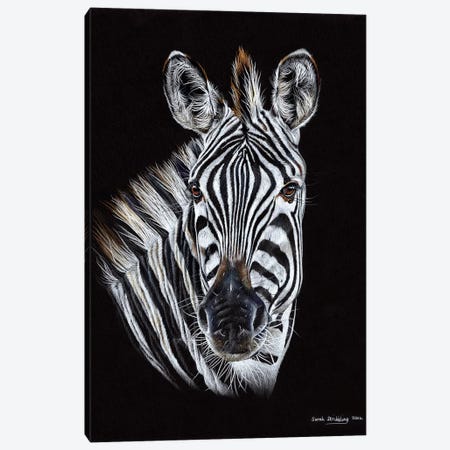 Zebra Black III Canvas Print #SAS121} by Sarah Stribbling Canvas Artwork