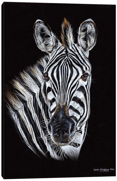 Zebra Black III Canvas Art Print - Sarah Stribbling