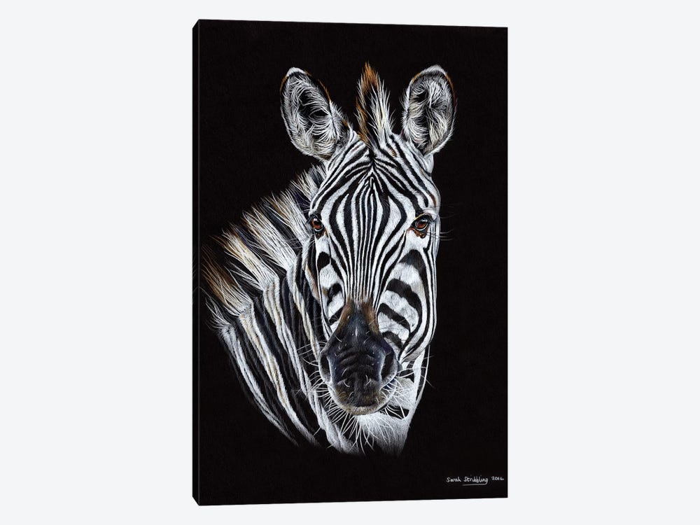 Zebra Black III by Sarah Stribbling 1-piece Canvas Art Print