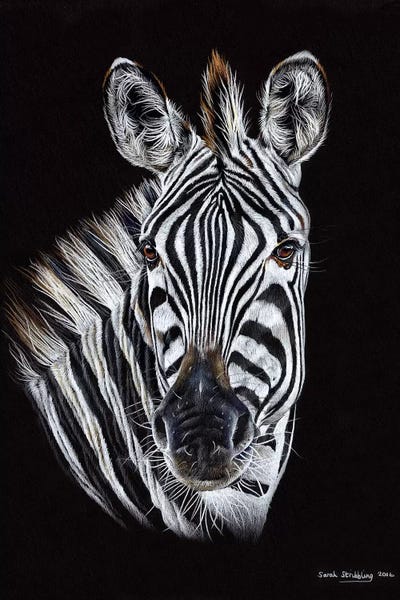 Zebras: Zebra Black III by Sarah Stribbling