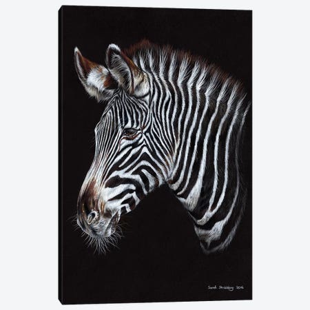 Zebra III Canvas Print #SAS122} by Sarah Stribbling Canvas Artwork