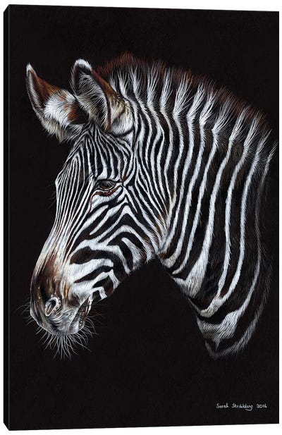 Zebra III Canvas Art Print - Sarah Stribbling