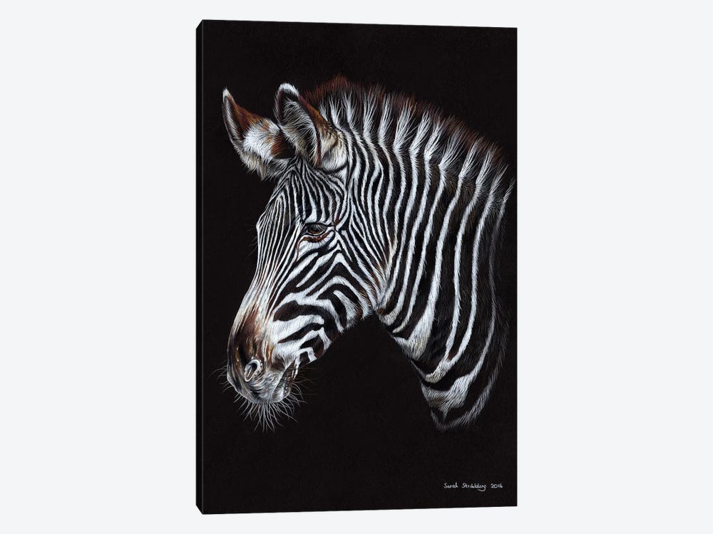 Zebra III by Sarah Stribbling 1-piece Canvas Artwork