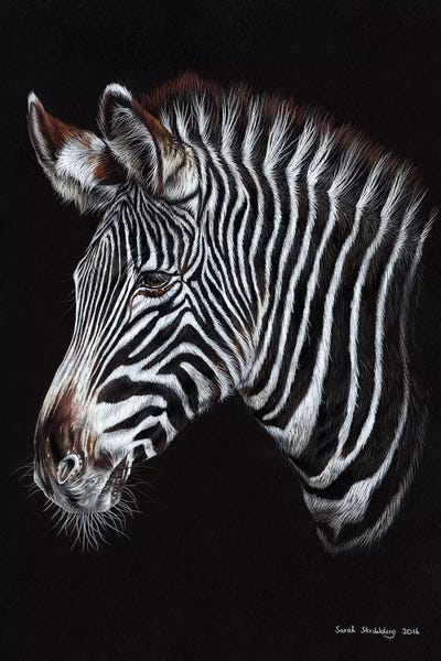 Zebras: Zebra III by Sarah Stribbling