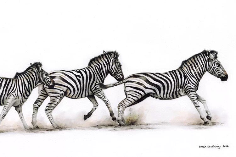 Zebras Running