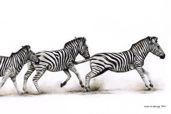 Fine Art Safari: Zebras Running by Sarah Stribbling