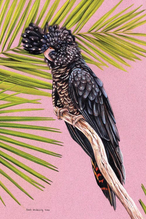Black Cockatoo