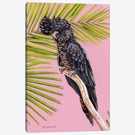 Black Cockatoo Canvas Print #SAS125} by Sarah Stribbling Art Print