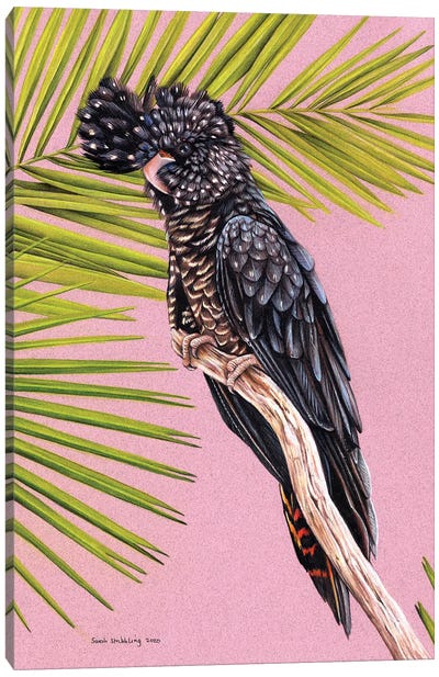 Black Cockatoo Canvas Art Print - Sarah Stribbling