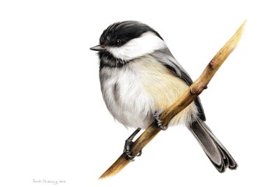 Chickadee by Sarah Stribbling framed wall art