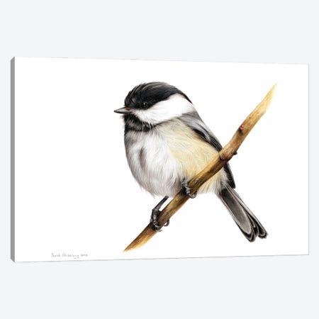 Chickadee Canvas Print #SAS126} by Sarah Stribbling Art Print