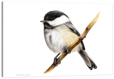 Chickadee Canvas Art Print - Sarah Stribbling