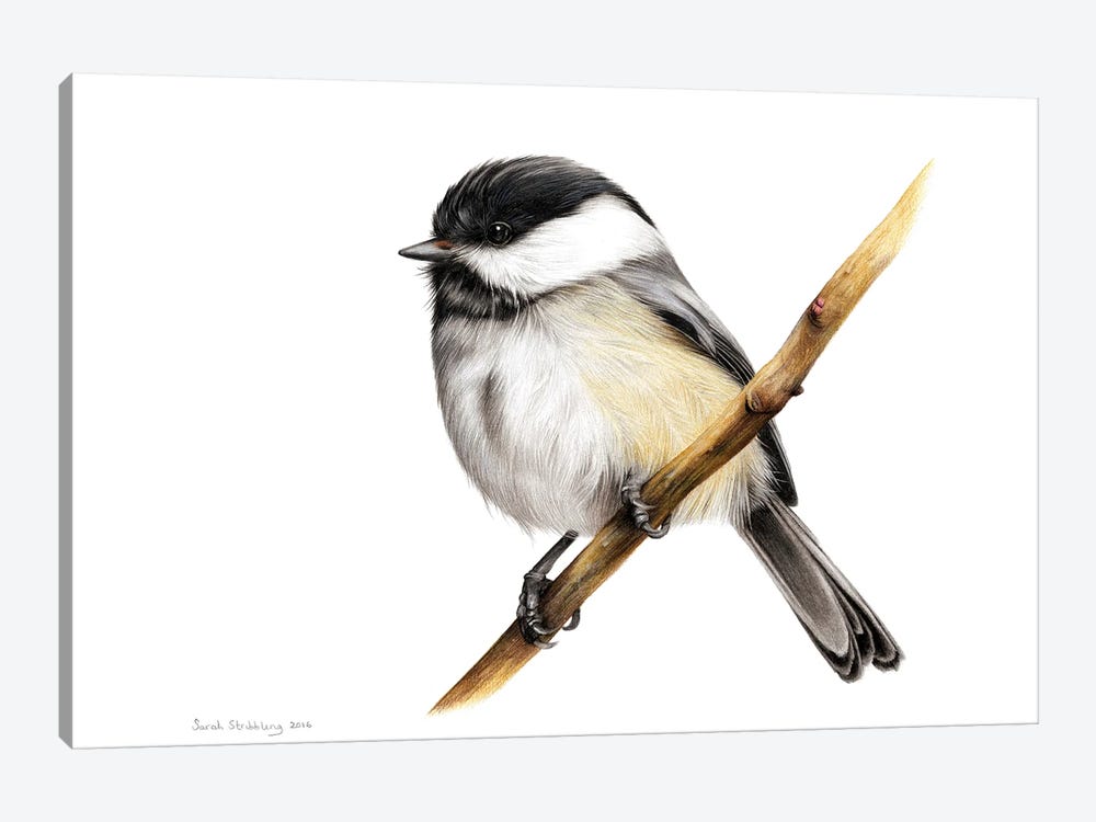 Chickadee by Sarah Stribbling 1-piece Canvas Art