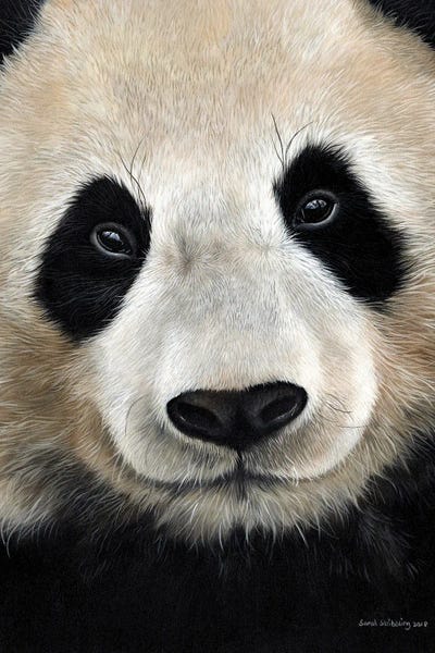 Giant Panda by Sarah Stribbling framed canvas print