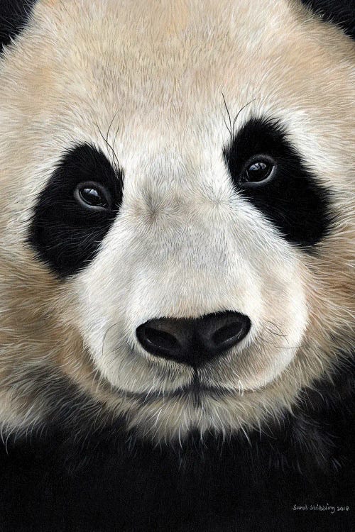 Giant Panda