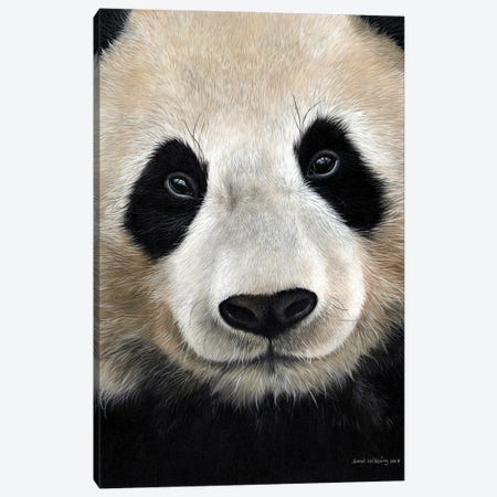 Giant Panda Canvas Print #SAS127} by Sarah Stribbling Art Print