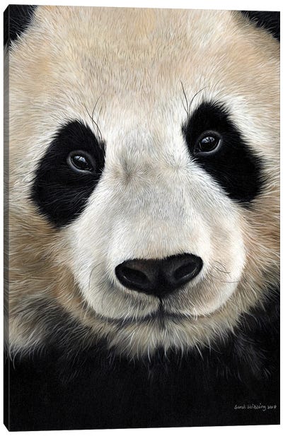 Giant Panda Canvas Art Print - Panda Art