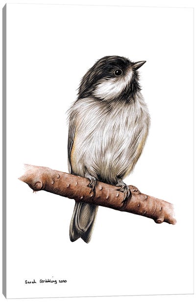 Chickadee II Canvas Art Print - Sarah Stribbling