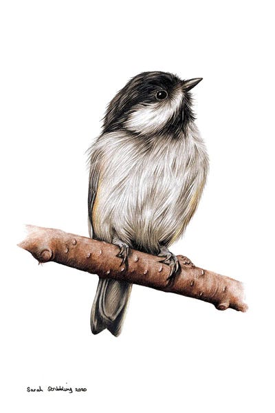 Chickadee II