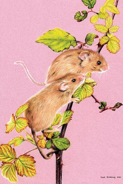 Mice: Harvest Mice by Sarah Stribbling