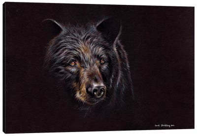 Bear Black Canvas Art Print - Sarah Stribbling