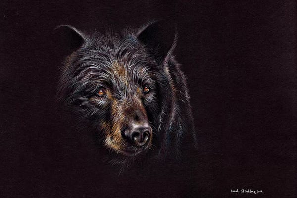 Bears: Bear Black by Sarah Stribbling