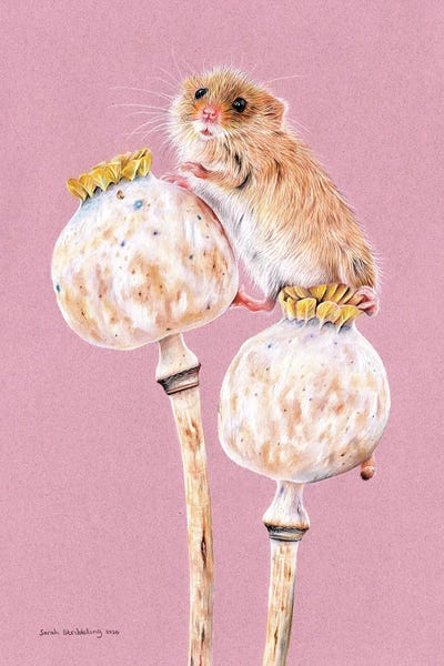 Mice: Harvest Mouse by Sarah Stribbling