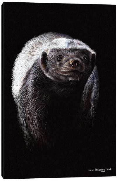 Honey Badger Canvas Art Print - Sarah Stribbling
