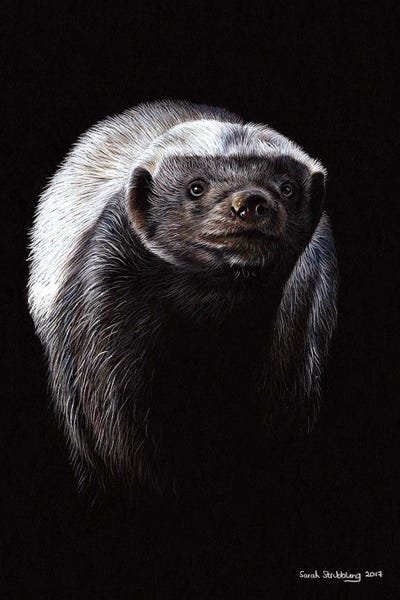 Badgers: Honey Badger by Sarah Stribbling