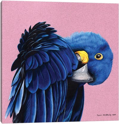 Hyacinth Macaw Canvas Art Print - Parrot Art