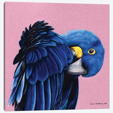 Hyacinth Macaw Canvas Print #SAS133} by Sarah Stribbling Art Print