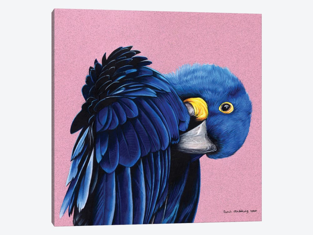 Hyacinth Macaw by Sarah Stribbling 1-piece Canvas Art