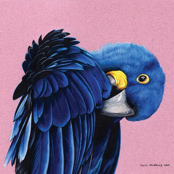 The Art Of The Feather: Hyacinth Macaw by Sarah Stribbling