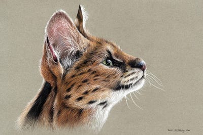 Serval by Sarah Stribbling canvas print