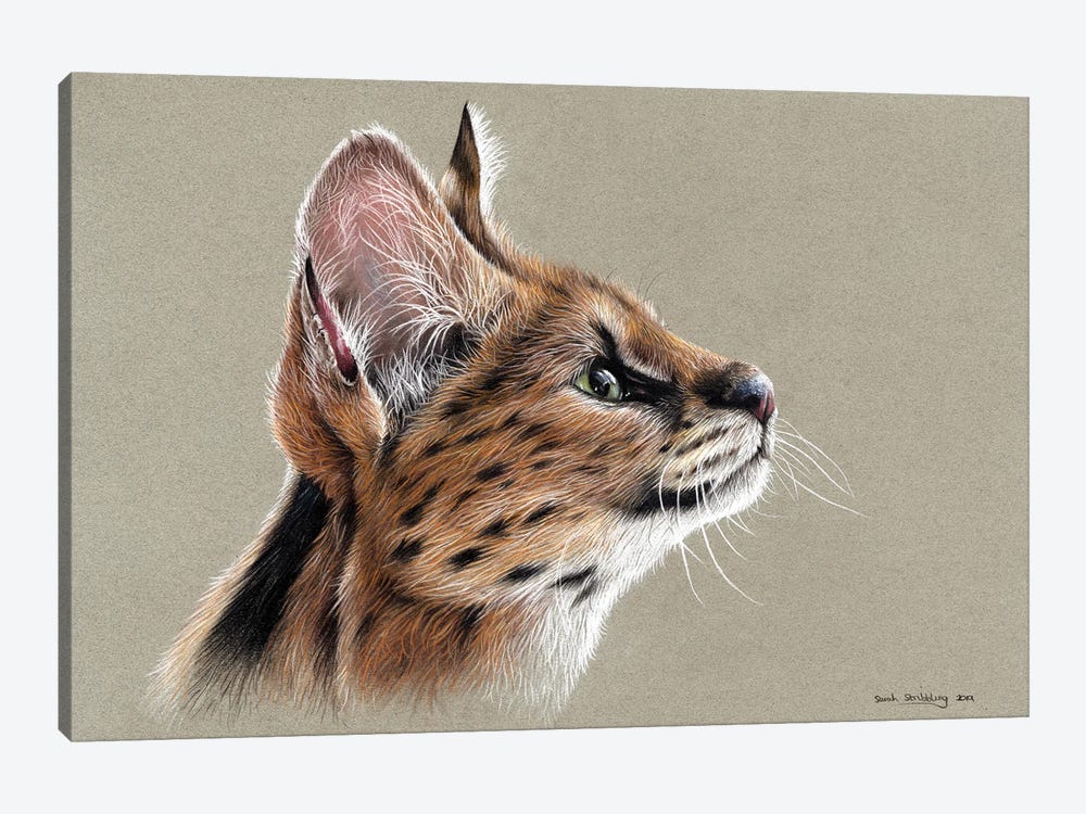 Serval by Sarah Stribbling 1-piece Canvas Art