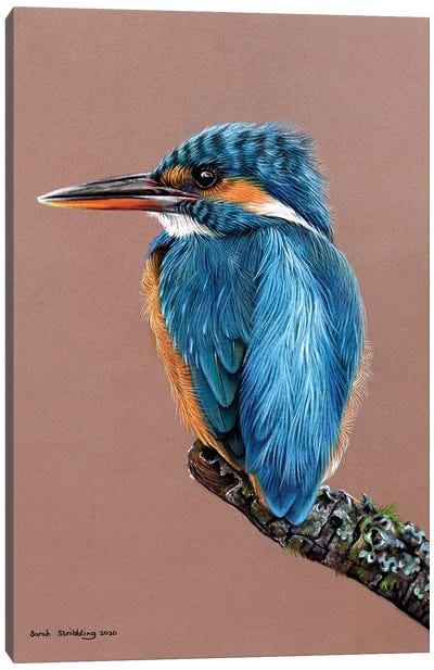 Kingfisher Pastel Drawing Canvas Art Print
