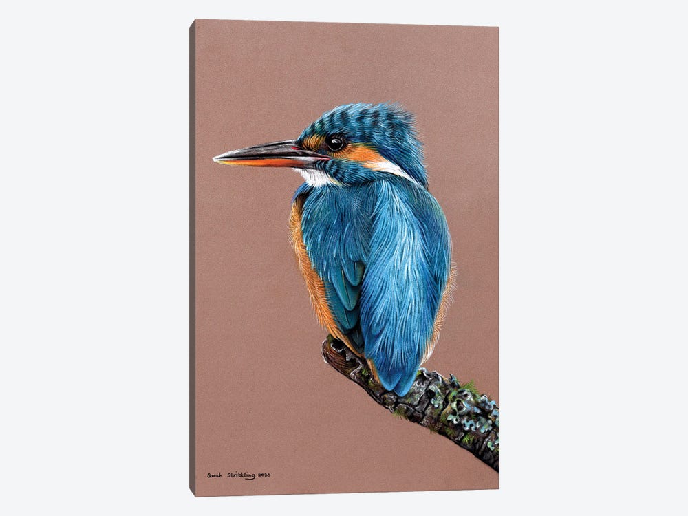Kingfisher Pastel Drawing by Sarah Stribbling 1-piece Canvas Artwork