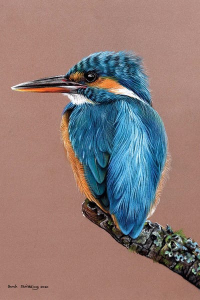 The Art Of The Feather: Kingfisher Pastel Drawing by Sarah Stribbling
