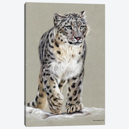 Snow Leopard Pastel Drawing Canvas Print #SAS138} by Sarah Stribbling Canvas Art Print