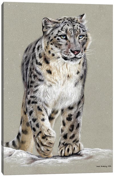 Snow Leopard Pastel Drawing Canvas Art Print - Sarah Stribbling