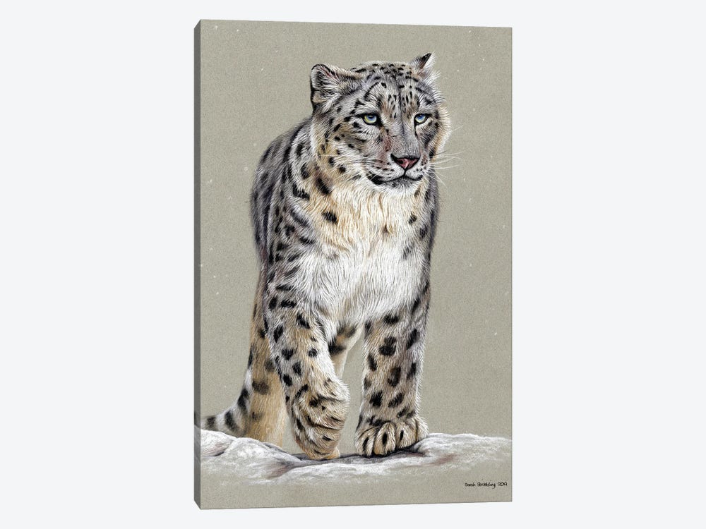 Snow Leopard Pastel Drawing by Sarah Stribbling 1-piece Art Print