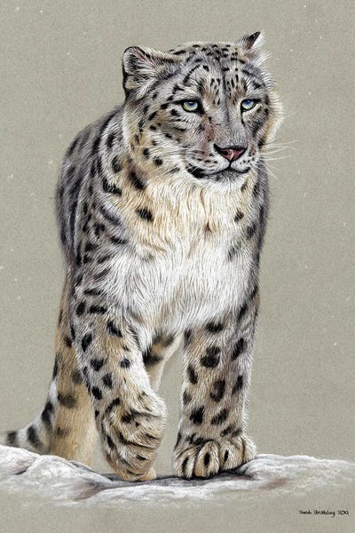 Leopards: Snow Leopard Pastel Drawing by Sarah Stribbling