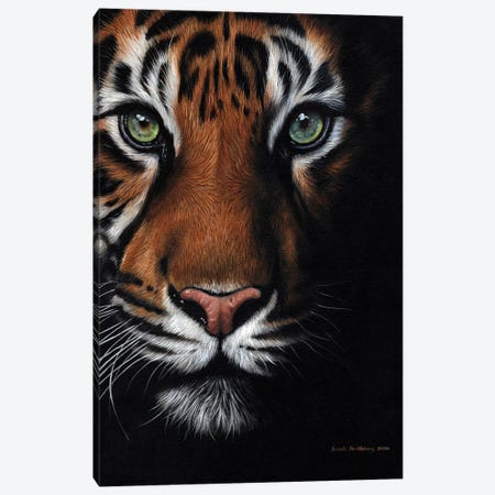 Bengal Tiger Canvas Print #SAS140} by Sarah Stribbling Canvas Artwork