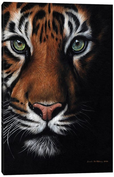 Bengal Tiger Canvas Art Print - Sarah Stribbling